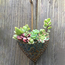 Load image into Gallery viewer, Planting Succulent Heart Pocket Planter