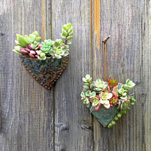 Load image into Gallery viewer, Planting Succulent Heart Pocket Planter