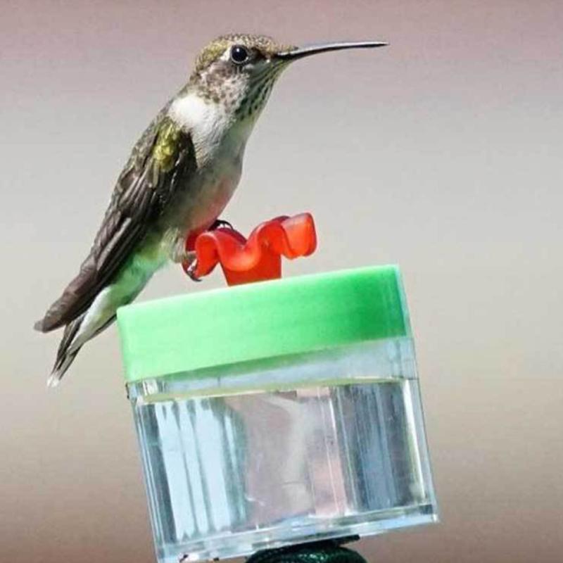 Original Hummingbird Wrist Feeder